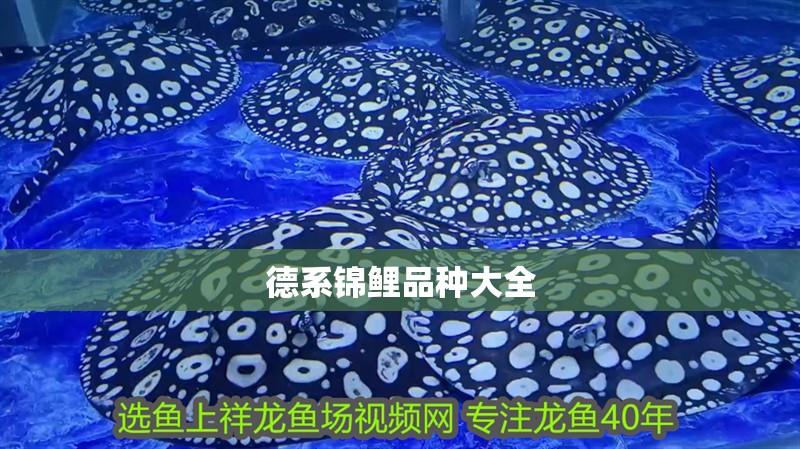 德系錦鯉品種大全