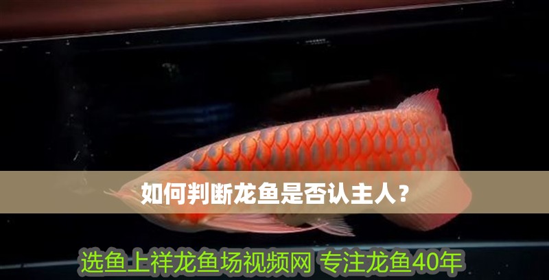 如何判斷龍魚是否認(rèn)主人？