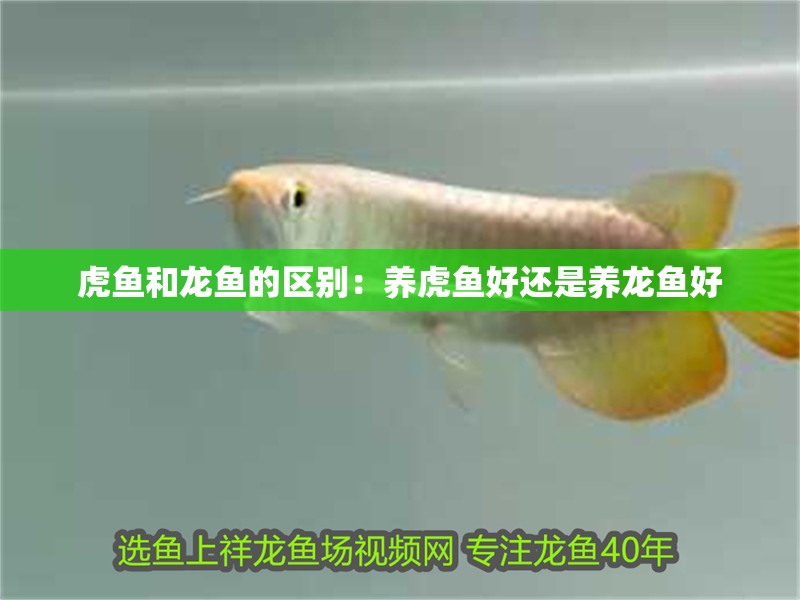 虎魚和龍魚的區別：養虎魚好還是養龍魚好