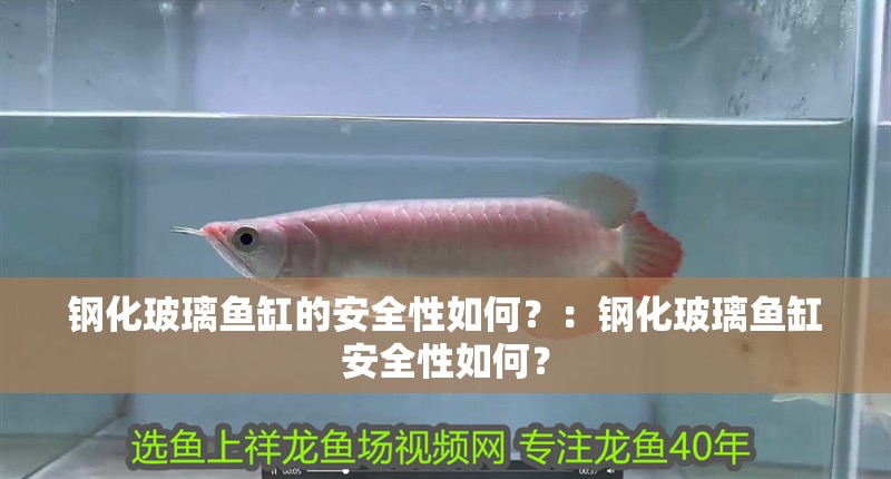 鋼化玻璃魚缸的安全性如何？：鋼化玻璃魚缸安全性如何？