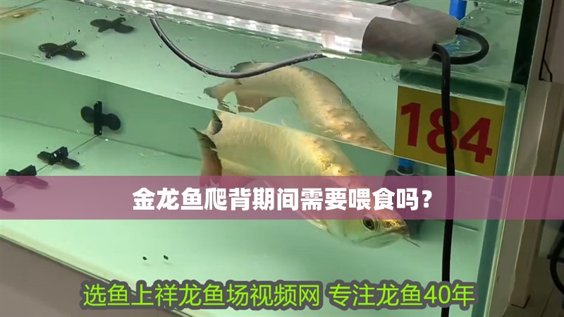 金龍魚爬背期間需要喂食嗎？