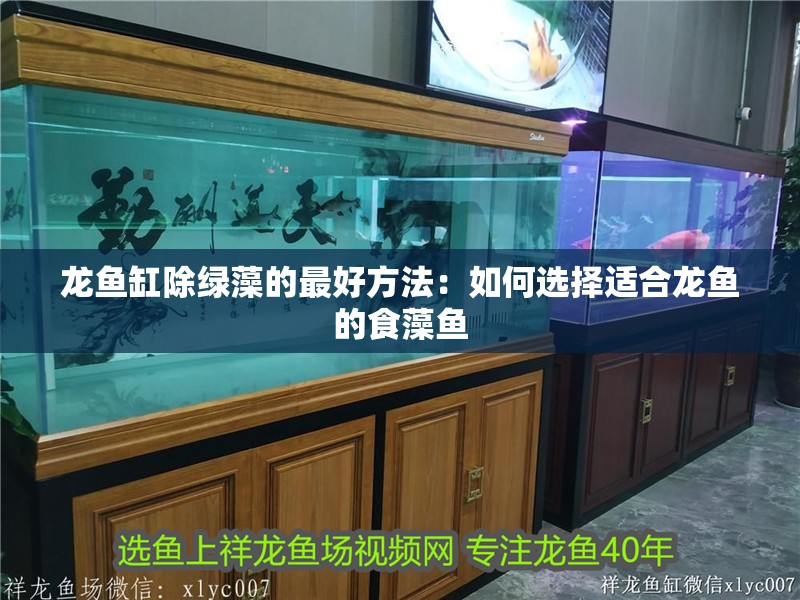 龍魚缸除綠藻的最好方法：如何選擇適合龍魚的食藻魚 龍魚缸除綠藻的最好方法：如何選擇適合龍魚的食藻魚 魚缸百科