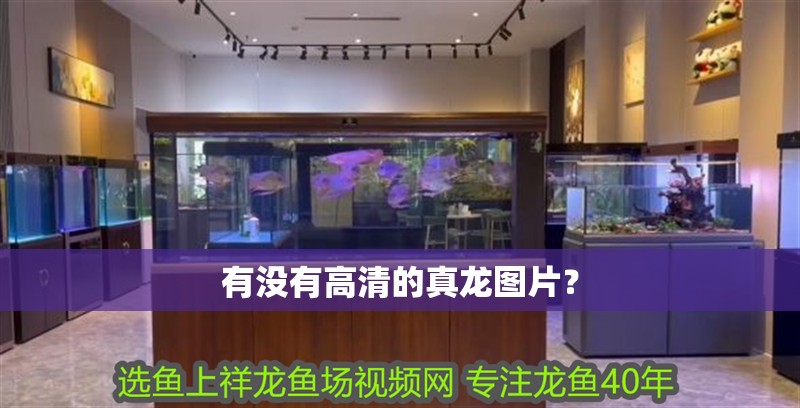 有沒有高清的真龍圖片？