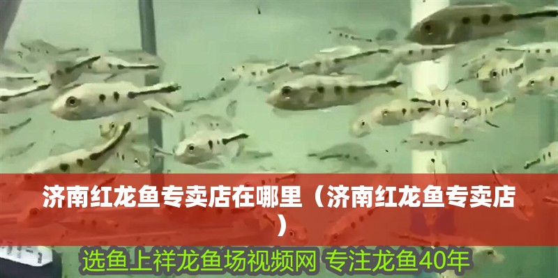 濟(jì)南紅龍魚專賣店在哪里（濟(jì)南紅龍魚專賣店）