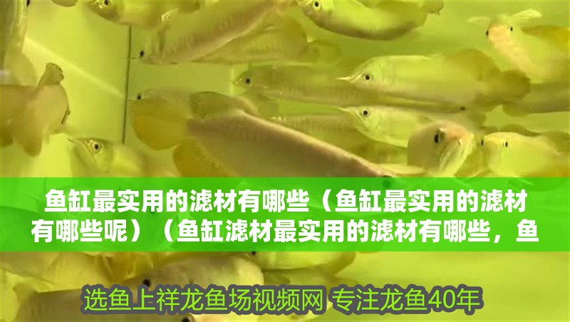 魚缸最實用的濾材有哪些（魚缸最實用的濾材有哪些呢）（魚缸濾材最實用的濾材有哪些，魚缸最實用的濾材有哪些）