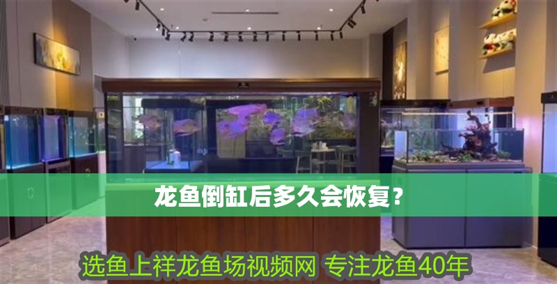龍魚(yú)倒缸后多久會(huì)恢復(fù)？