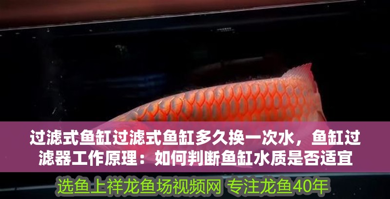 過濾式魚缸過濾式魚缸多久換一次水，魚缸過濾器工作原理：如何判斷魚缸水質是否適宜