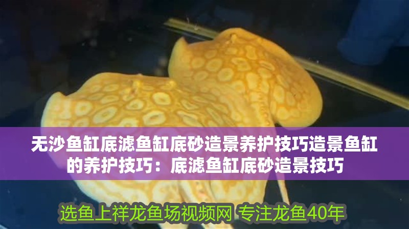 無沙魚缸底濾魚缸底砂造景養護技巧造景魚缸的養護技巧：底濾魚缸底砂造景技巧