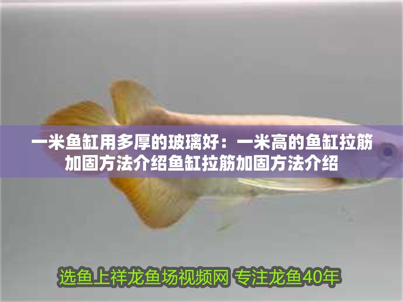 一米魚缸用多厚的玻璃好：一米高的魚缸拉筋加固方法介紹魚缸拉筋加固方法介紹