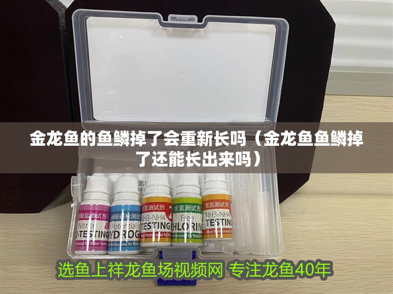金龍魚的魚鱗掉了會重新長嗎（金龍魚魚鱗掉了還能長出來嗎）