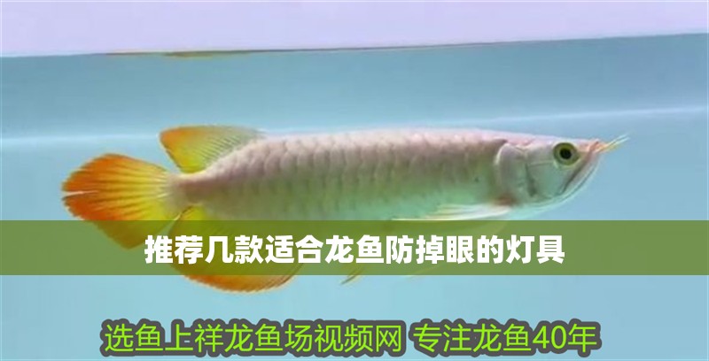 推薦幾款適合龍魚防掉眼的燈具