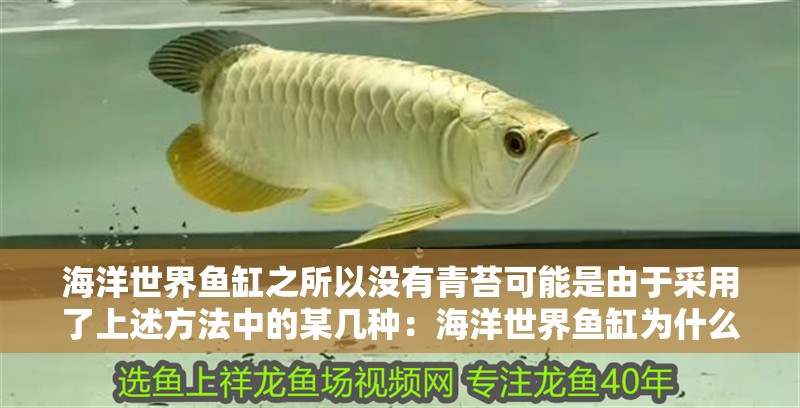 海洋世界魚缸之所以沒有青苔可能是由于采用了上述方法中的某幾種：海洋世界魚缸為什么沒有青苔水？ 海洋世界魚缸之所以沒有青苔可能是由于采用了上述方法中的某幾種：海洋世界魚缸為什么沒有青苔水？ 魚缸百科