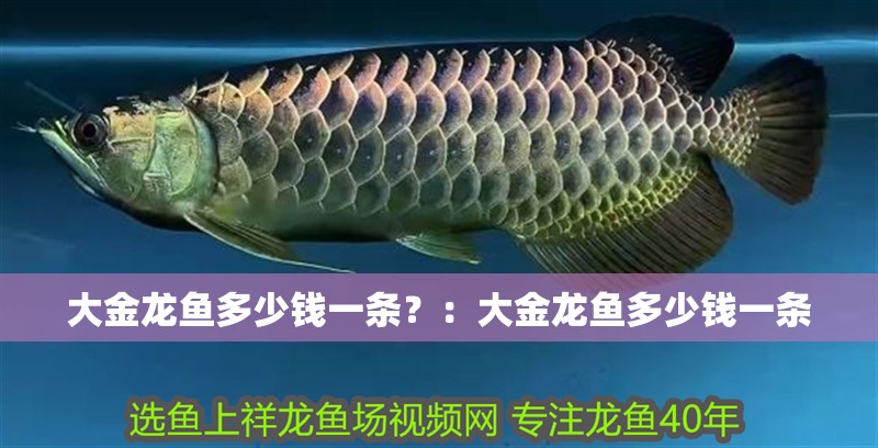大金龍魚多少錢一條？：大金龍魚多少錢一條
