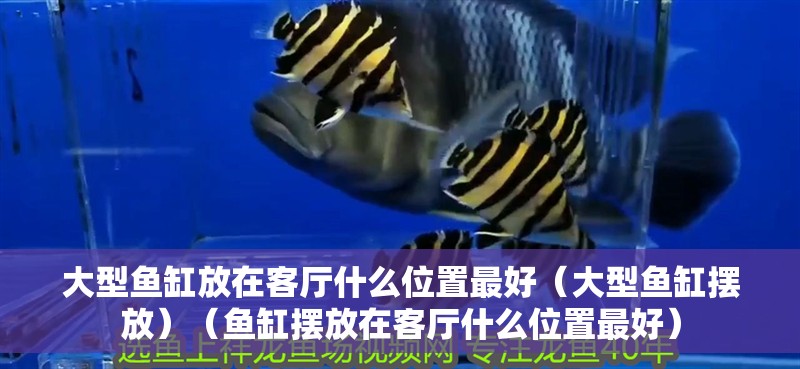 大型魚缸放在客廳什么位置最好（大型魚缸擺放）（魚缸擺放在客廳什么位置最好）