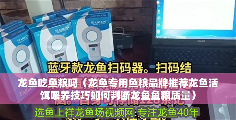 龍魚吃魚糧嗎（龍魚專用魚糧品牌推薦龍魚活餌喂養技巧如何判斷龍魚魚糧質量）