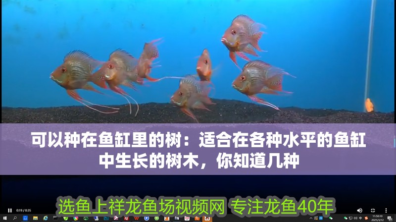 可以種在魚缸里的樹：適合在各種水平的魚缸中生長的樹木，你知道幾種