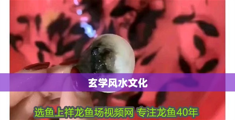 玄學(xué)風(fēng)水文化 玄學(xué)風(fēng)水文化 龍魚論壇