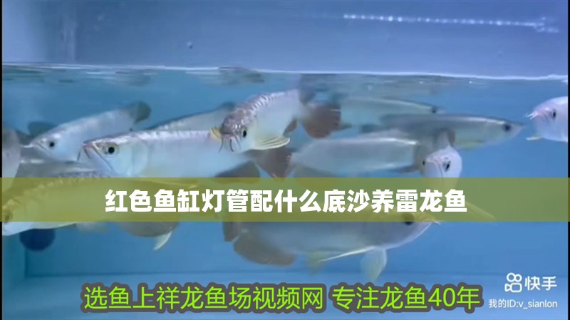 紅色魚缸燈管配什么底沙養雷龍魚