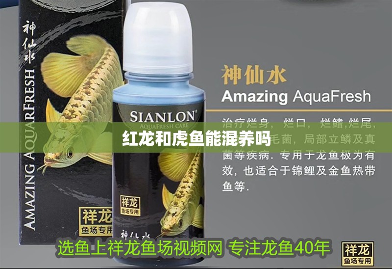 紅龍和虎魚能混養嗎