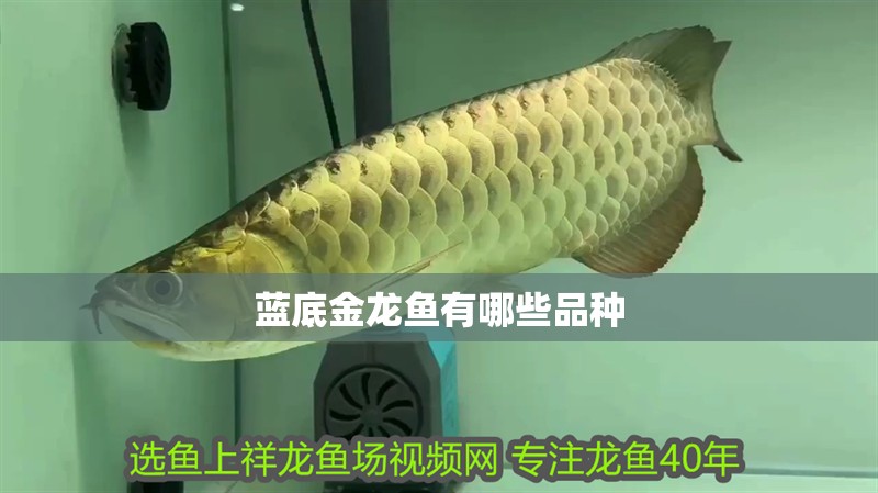 藍底金龍魚有哪些品種 藍底金龍魚有哪些品種 龍魚論壇