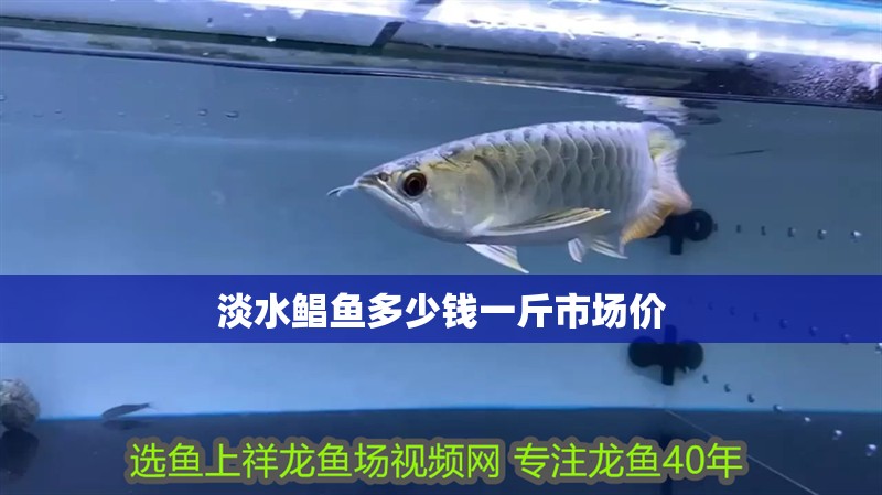 淡水鯧魚多少錢一斤市場(chǎng)價(jià) 淡水鯧魚多少錢一斤市場(chǎng)價(jià) 龍魚論壇