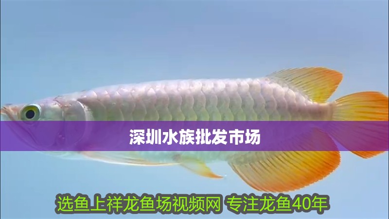 深圳水族批發市場 深圳水族批發市場 龍魚論壇