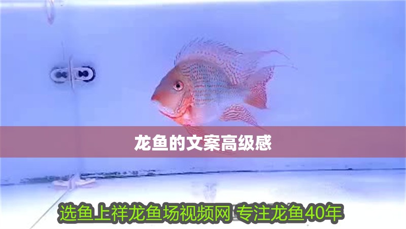 龍魚的文案高級感