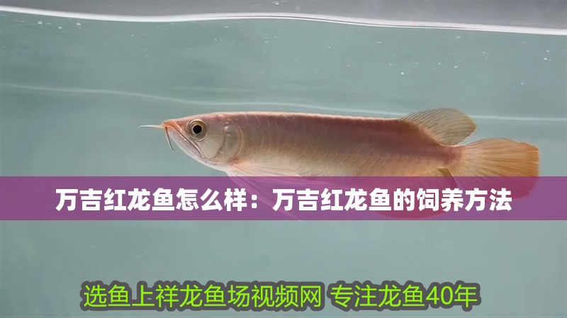萬吉紅龍魚怎么樣：萬吉紅龍魚的飼養(yǎng)方法 萬吉紅龍魚怎么樣：萬吉紅龍魚的飼養(yǎng)方法 龍魚百科