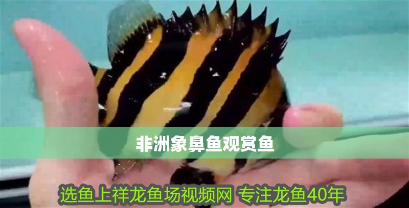 非洲象鼻魚觀賞魚