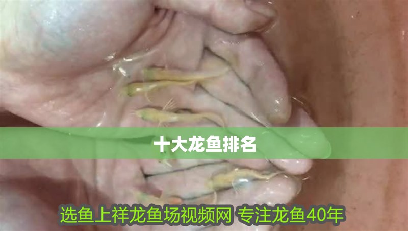 十大龍魚排名