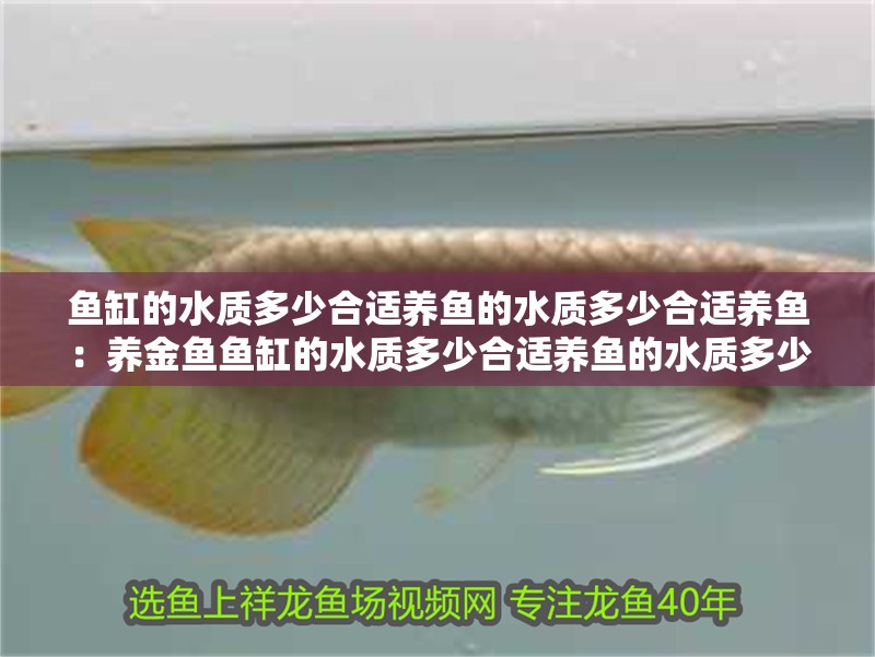 魚缸的水質多少合適養魚的水質多少合適養魚：養金魚魚缸的水質多少合適養魚的水質多少合適養魚