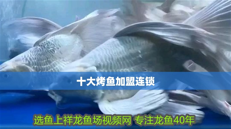 印尼虎魚多少溫度飼養最好:印尼虎魚多少溫度飼養最好印尼虎魚多少溫度飼養最好 十大烤魚加盟連鎖 龍魚論壇 十大烤魚加盟連鎖 十大烤魚加盟連鎖 龍魚論壇