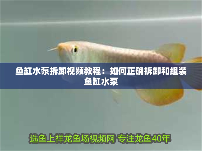 魚缸水泵拆卸視頻教程：如何正確拆卸和組裝魚缸水泵