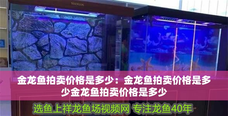 金龍魚拍賣價格是多少：金龍魚拍賣價格是多少金龍魚拍賣價格是多少