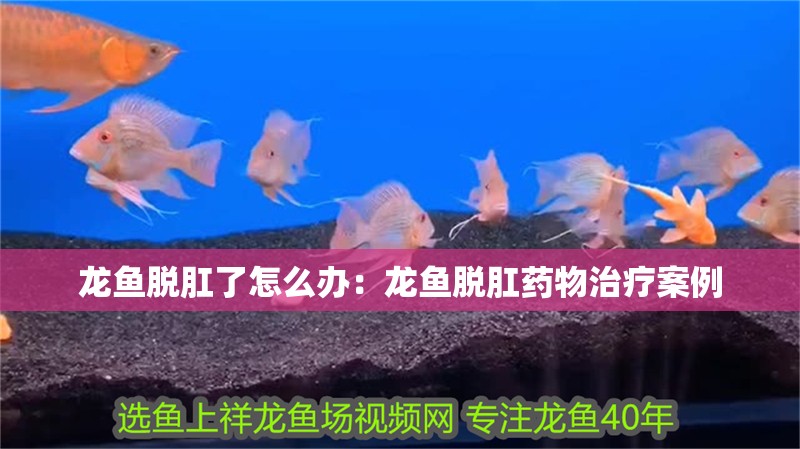 龍魚脫肛了怎么辦：龍魚脫肛藥物治療案例