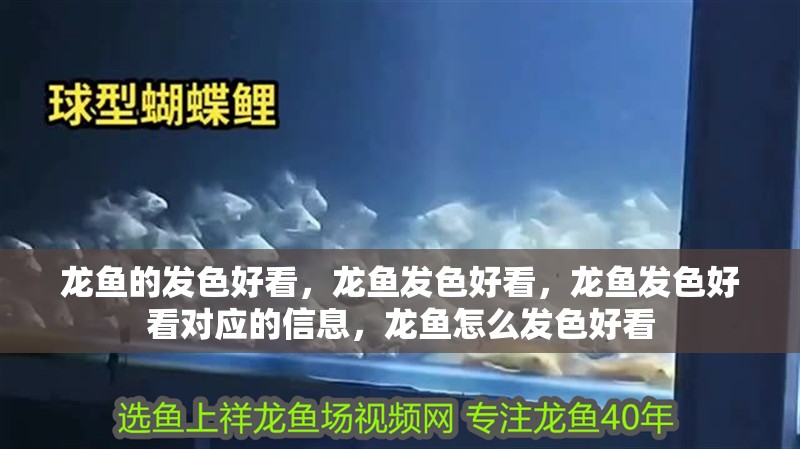 龍魚的發色好看，龍魚發色好看，龍魚發色好看對應的信息，龍魚怎么發色好看