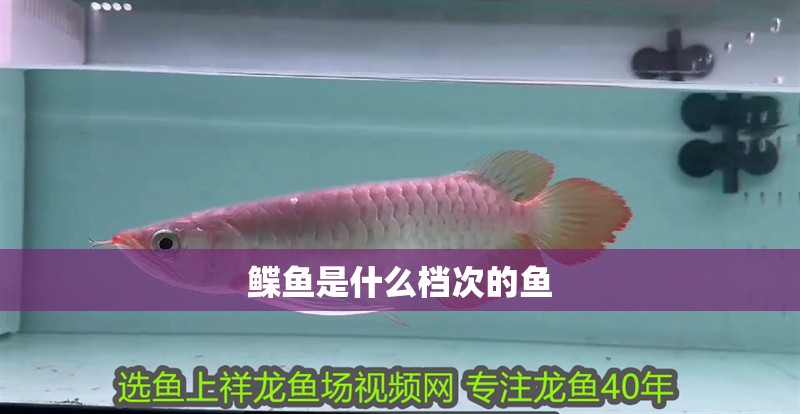 新到家的小虎魚 鰈魚是什么檔次的魚 龍魚論壇 鰈魚是什么檔次的魚 鰈魚是什么檔次的魚 龍魚論壇