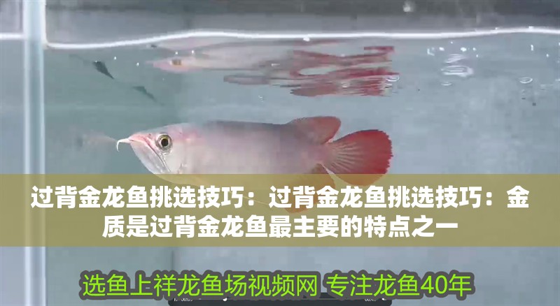 過背金龍魚挑選技巧：過背金龍魚挑選技巧：金質是過背金龍魚最主要的特點之一