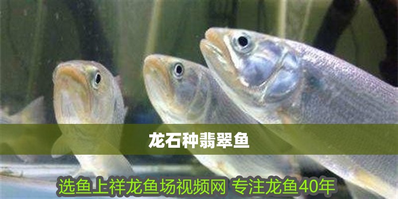 龍石種翡翠魚