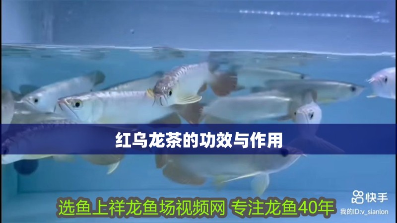紅烏龍茶的功效與作用 紅烏龍茶的功效與作用 龍魚論壇