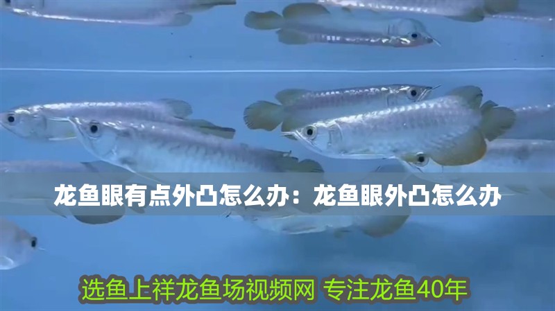龍魚眼有點外凸怎么辦：龍魚眼外凸怎么辦