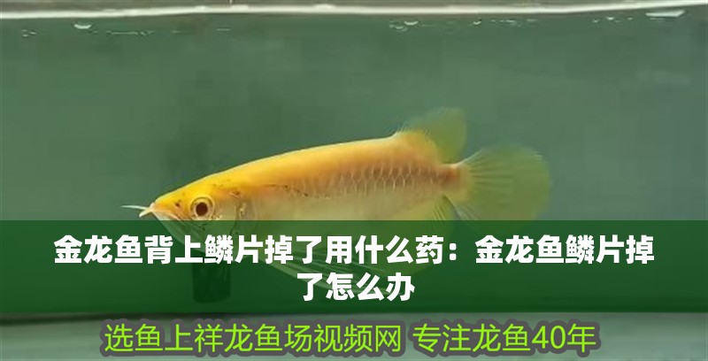 金龍魚背上鱗片掉了用什么藥：金龍魚鱗片掉了怎么辦