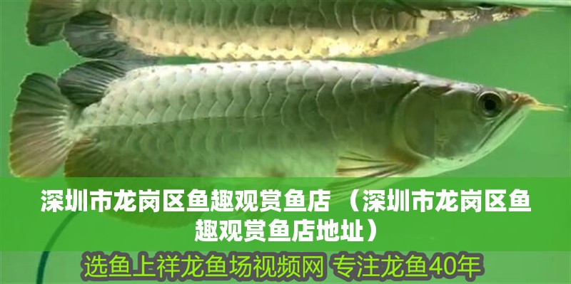魚缸過濾器選購指南:自制魚缸過濾器魚缸上置過濾器對于養魚愛好者的必備知識 深圳市龍崗區魚趣觀賞魚店 (深圳市龍崗區魚趣觀賞魚店地址) 全國水族館企業名錄 深圳市龍崗區魚趣觀賞魚店 (深圳市龍崗區魚趣觀賞魚店地址) 深圳市龍崗區魚趣觀賞魚店 (深圳市龍崗區魚趣觀賞魚店地址) 全國水族館企業名錄