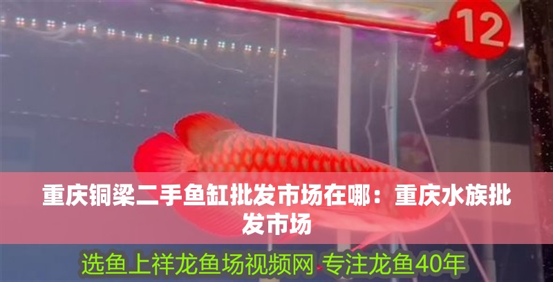 重慶銅梁二手魚缸批發(fā)市場在哪：重慶水族批發(fā)市場 重慶銅梁二手魚缸批發(fā)市場在哪：重慶水族批發(fā)市場 魚缸百科