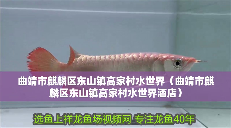 曲靖市麒麟區東山鎮高家村水世界（曲靖市麒麟區東山鎮高家村水世界酒店） 曲靖市麒麟區東山鎮高家村水世界（曲靖市麒麟區東山鎮高家村水世界酒店） 全國水族館企業名錄