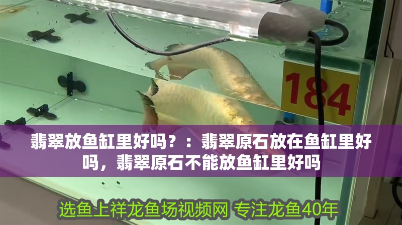 翡翠放魚缸里好嗎？：翡翠原石放在魚缸里好嗎，翡翠原石不能放魚缸里好嗎