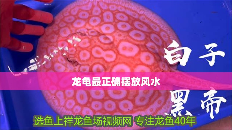 龍龜最正確擺放風水 龍龜最正確擺放風水 龍魚論壇