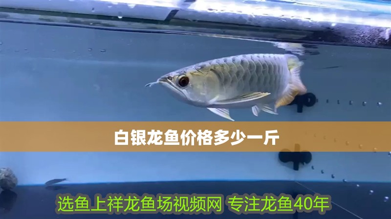 白銀龍魚價格多少一斤