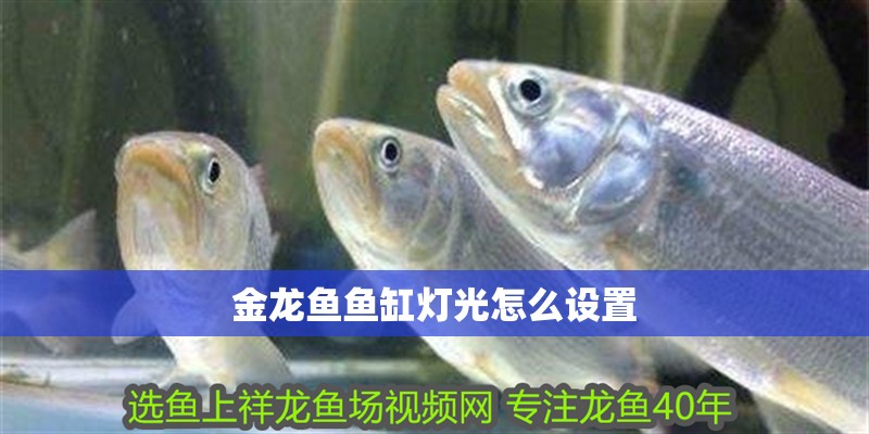 金龍魚魚缸燈光怎么設(shè)置