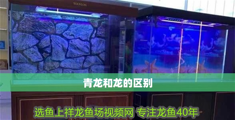 青龍和龍的區(qū)別 青龍和龍的區(qū)別 龍魚(yú)論壇